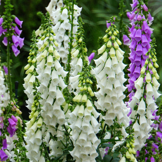 Digitalis Camelot White - Foxglove