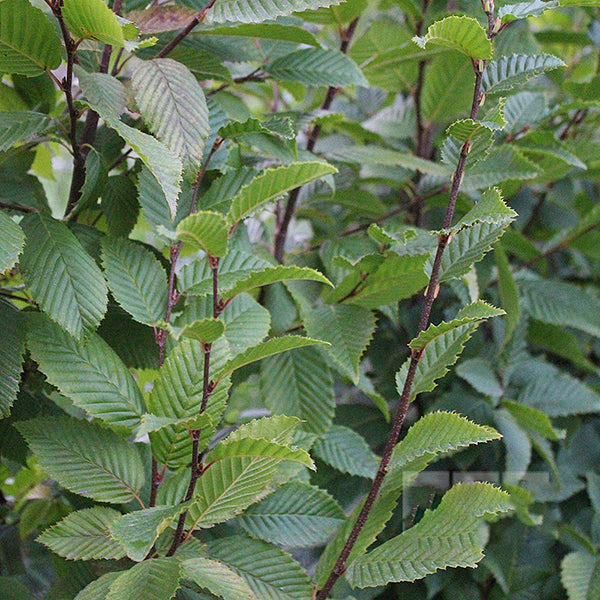 A close-up of vibrant green leaves with serrated edges on thin branches highlights the elegance of the Carpinus Lucas - Lucas Hornbeam Tree.