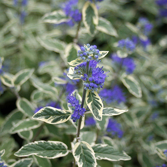 Caryopteris White Surprise - Flowers