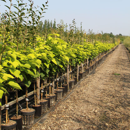 Catalpa Aurea - Quarter Standard Trees