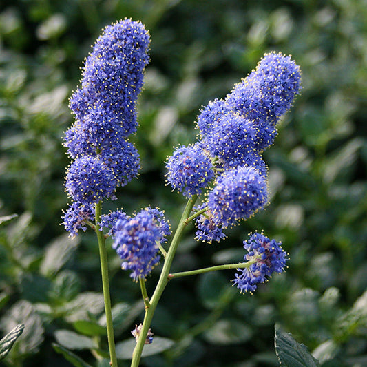 Ceanothus Yankee Point - Californian Lilac