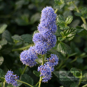 Ceanothus Yankee Point - Californian Lilac