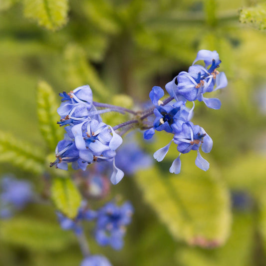 Ceanothus Madasgascar - Flowers