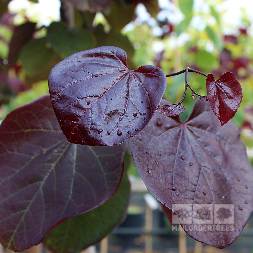 A close-up of the Cercis Merlot's dark purple leaves, adorned with raindrops, set against a blurred background.