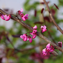 Cercis Merlot - Merlot Redbud Tree