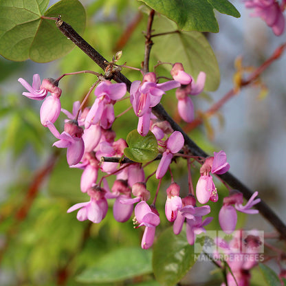 Cercis siliquastrum - flowers in bloom