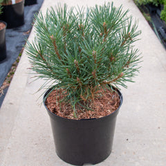 Pinus sylvestris Chantry blue