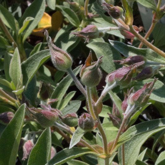 Cistus Silvery Pink - Buds