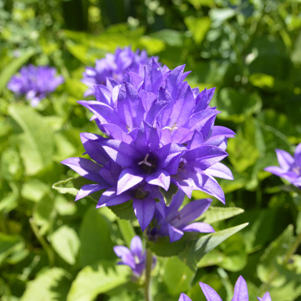 Clustered Bellflower