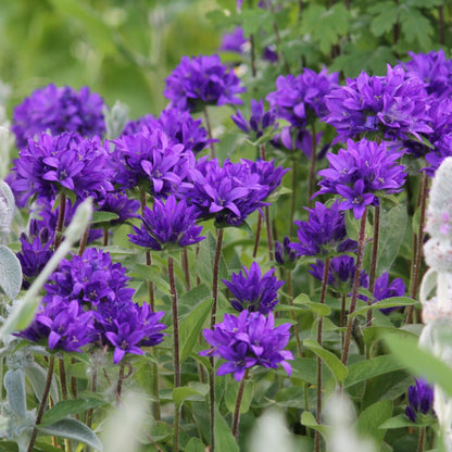 Clustered Bellflower