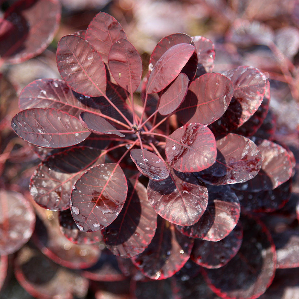 Cotinus Royal Purple - Foliage