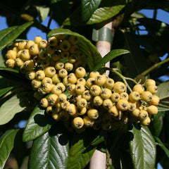 Cotoneaster Exburiensis - Cotoneaster Tree