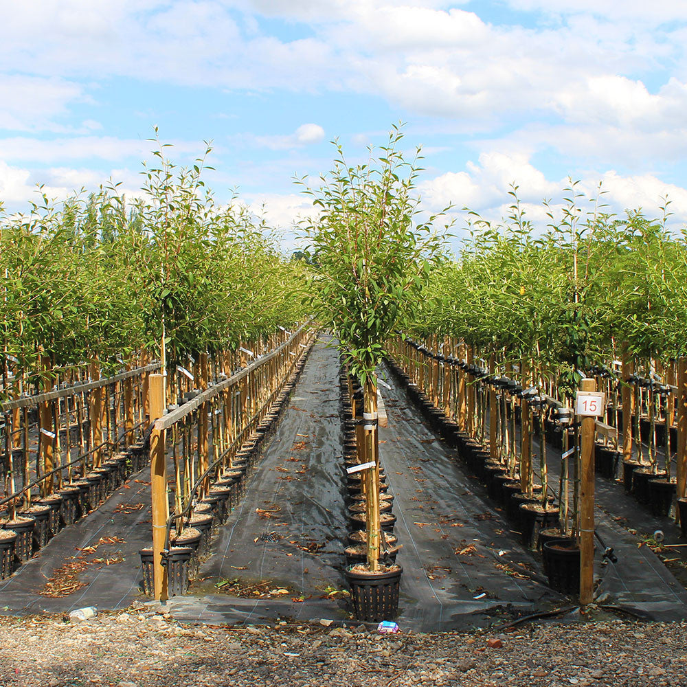 Cotoneaster Trees Lines