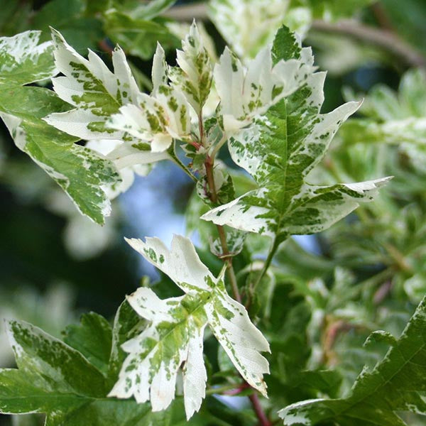 Crataegus Gireoudii - Foliage