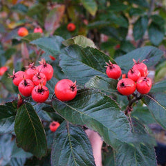 Crataegus lavallei - Hawthorn Tree