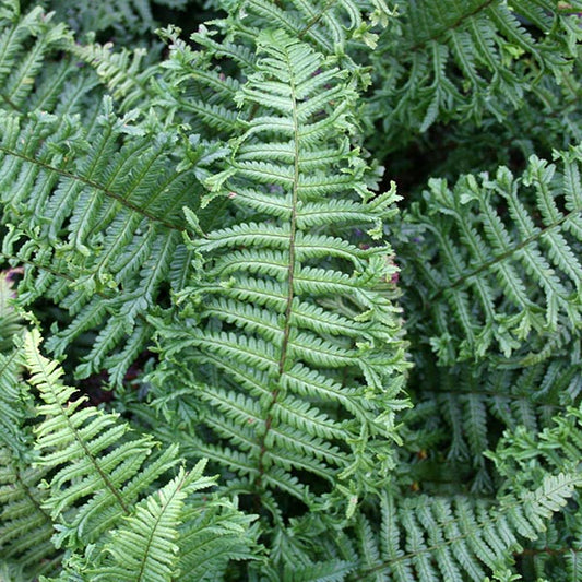 Dryopteris Cristata - Foliage