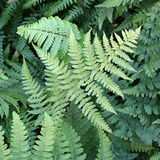 Dryopteris marginalis - Foliage