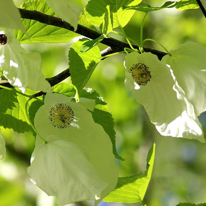 Davidia involucrata - Flowers