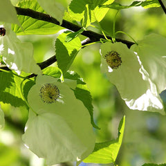 Davidia involucrata - Handkerchief Tree