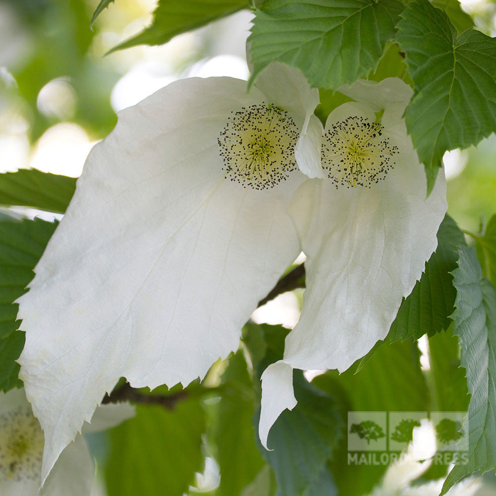 Davidia involucrata - Flower