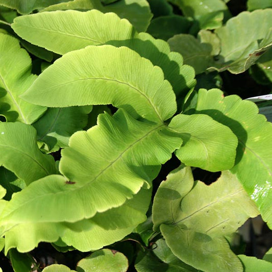 Dryopteris sieboldii - Foliage