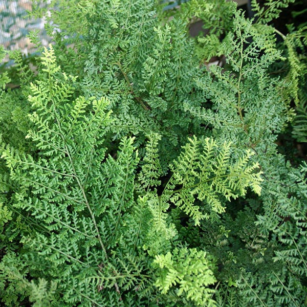 Dryopteris Lepidota Cristata - Foliage