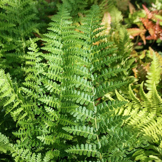 Dryopteris Barnesii - Foliage