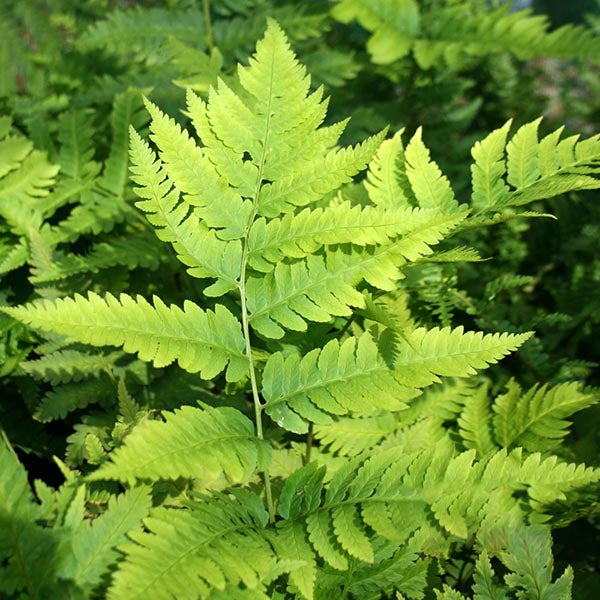 Dryopteris goldiana - Foliage