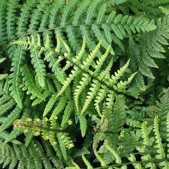 Dryopteris wallichiana - Wallich's Wood Fern