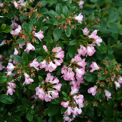 Escallonia Apple Blossom