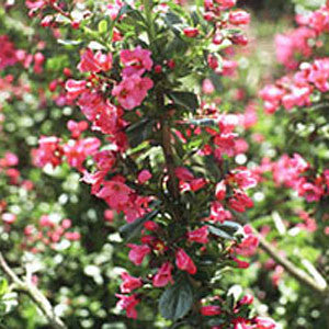 Escallonia Donard Radiance - Flowers