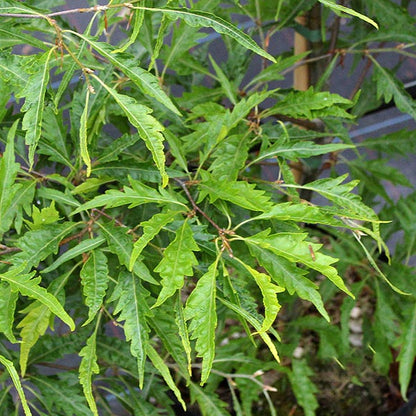 Fagus sylvatica Asplenifolia - Summer Foliage