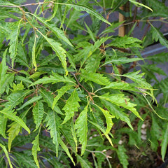 Fagus sylvatica Asplenifolia  - Fern Leaved Beech Tree