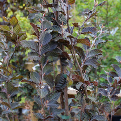 Fagus Dawyck Purple - Purple Upright Beech Tree