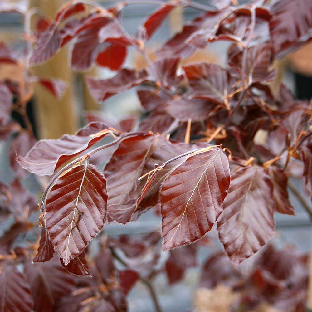 Close-up of the luxuriant purple foliage on a branch of the Fagus Purpurea - Copper Beech Tree, highlighting detailed veining and texture against a softly blurred background.