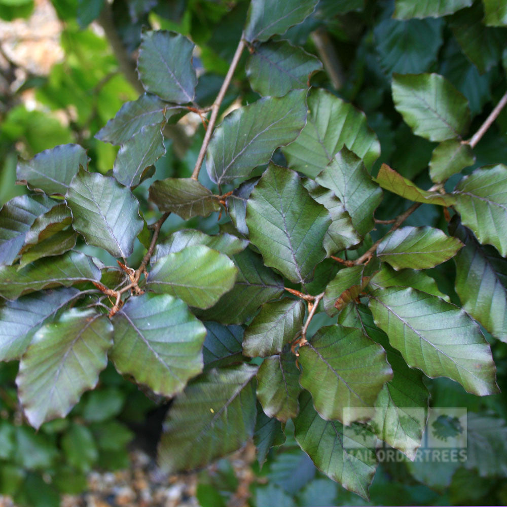 Close-up of vibrant copper beech tree leaves with serrated edges on branches, showcasing the lush foliage that thrives best in well-drained soil.