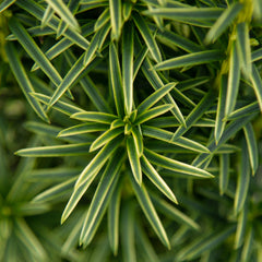 Taxus baccata Fastigiata aurea