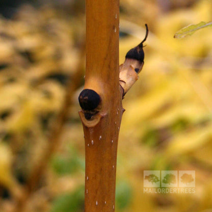 Fraxinus Jaspidea - Stem