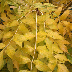 Fraxinus Jaspidea - Golden Ash Tree