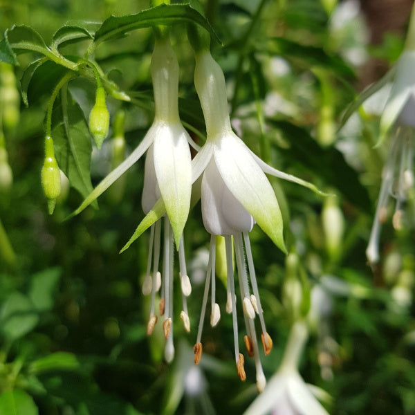 Fuchsia Hawkshead