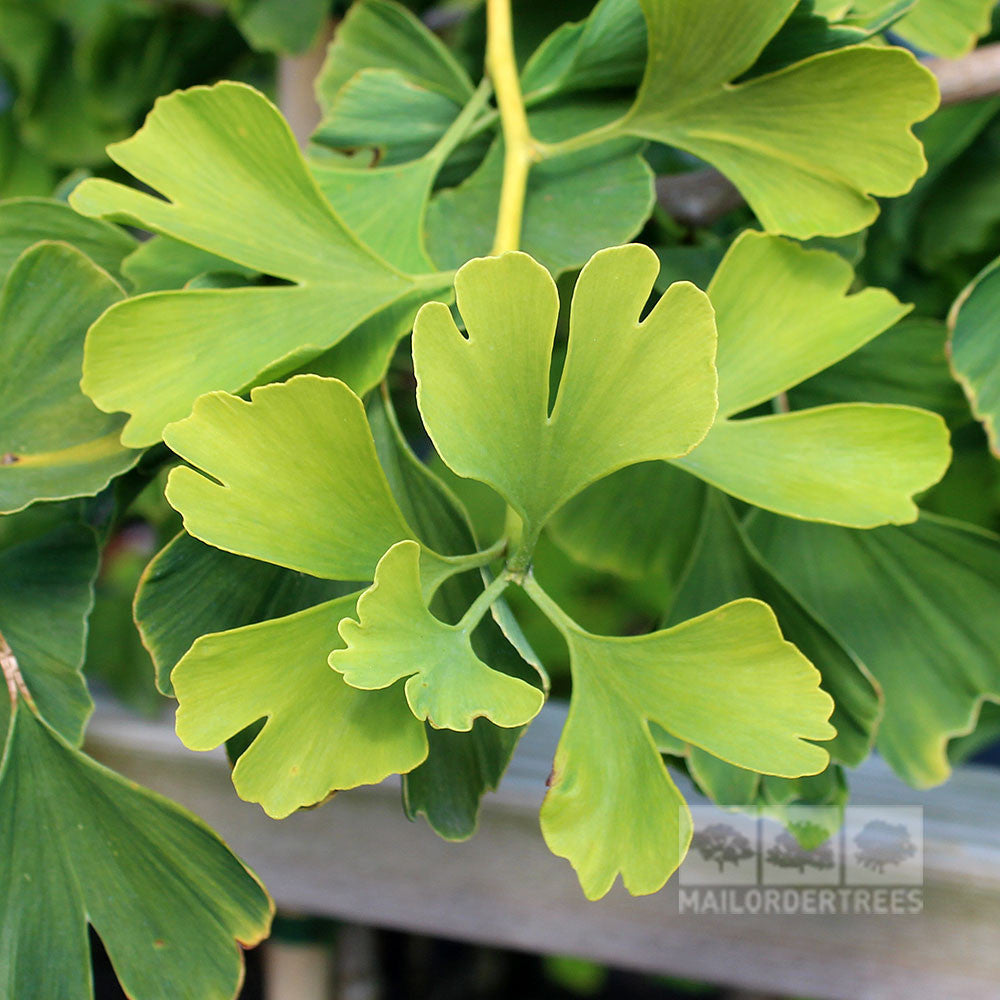 Ginkgo Autumn Gold - Foliage