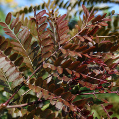 Gleditsia Ruby Lace - Honey Locust Tree