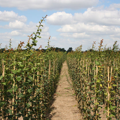 1 Year Old Hawthorn Trees