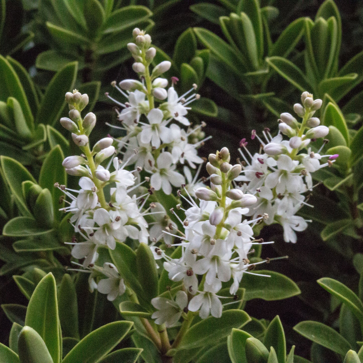 Hebe rakaiensis - Shrubby Veronica