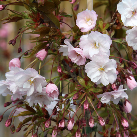 Flowering Cherry Trees - Prunus | Mail Order Trees