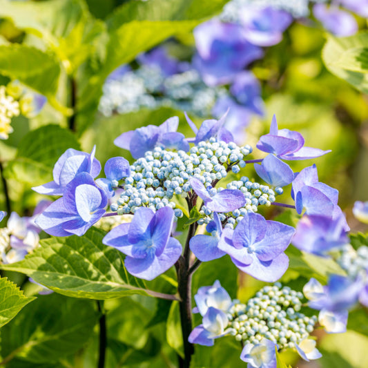 Hydrangea macrophylla Zorro - Hydrangea