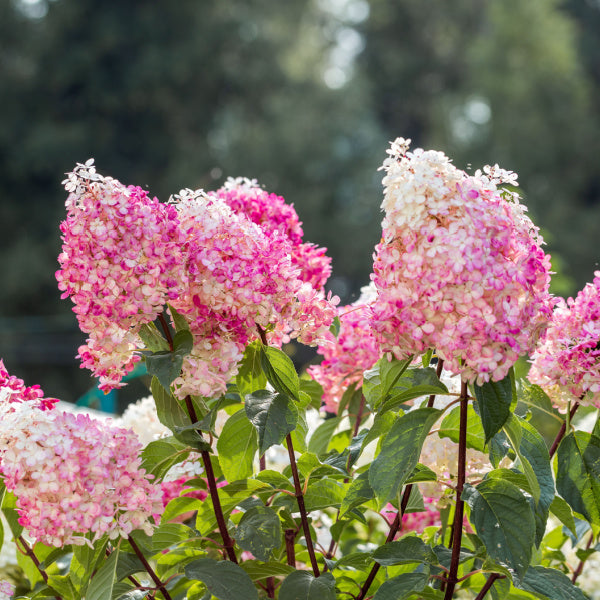 Hydrangea Paniculata Vanille Fraise