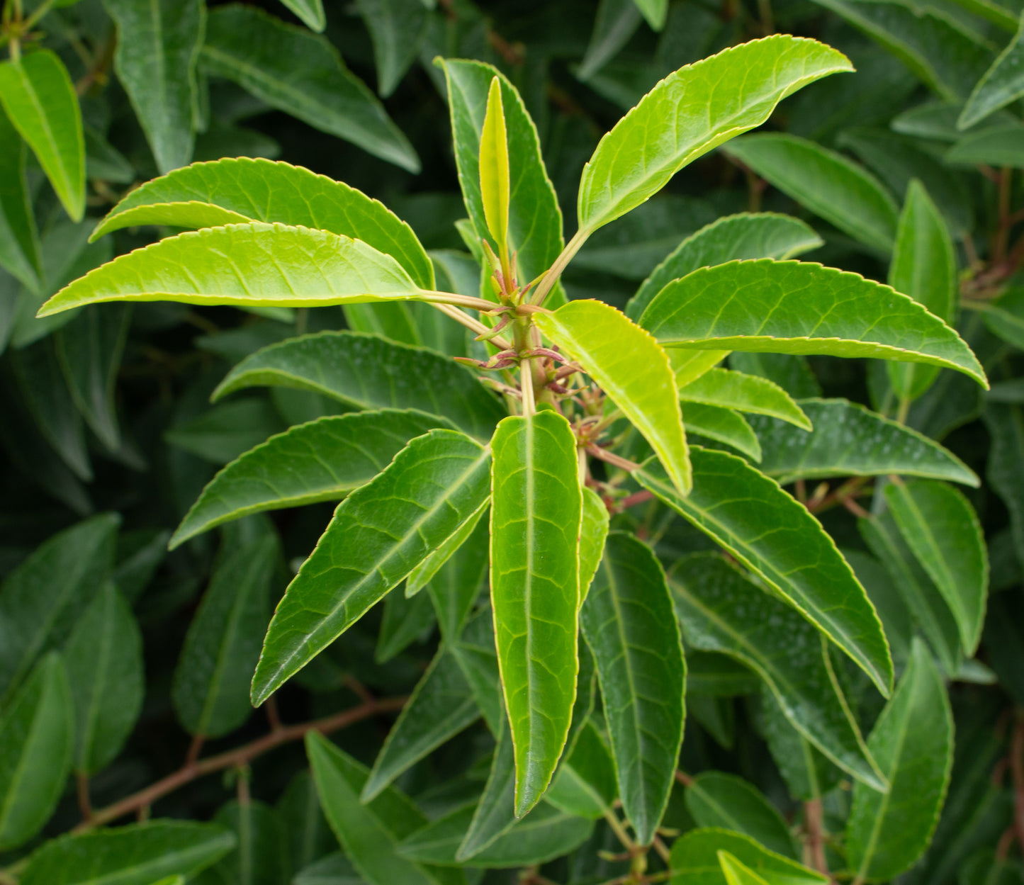 Close-up image showcasing the vibrant, dark green leaves with serrated edges of a Prunus lusitanica - Portugal Laurel, against a softly blurred leafy backdrop.