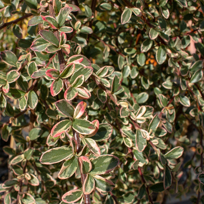 Cotoneaster Juliette - Foliage