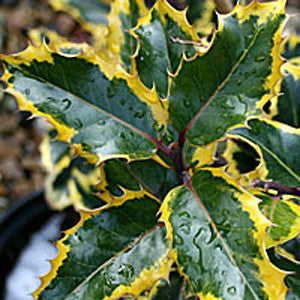 Ilex Madame Briot - Foliage